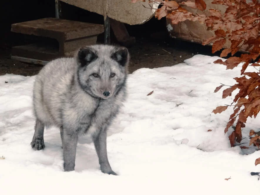 Návštěva polárních lišek s krmením a procházkou