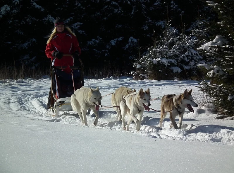 Mushing - jízda se psím spřežením
