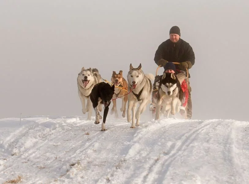 Mushing pro děti