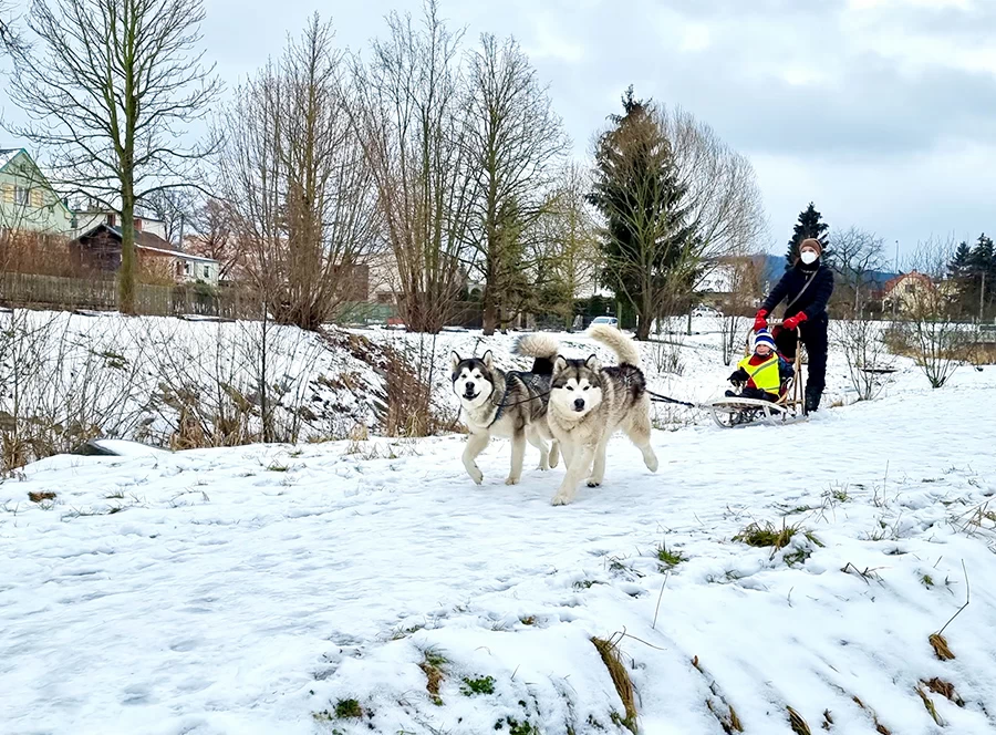 Dětský mushing