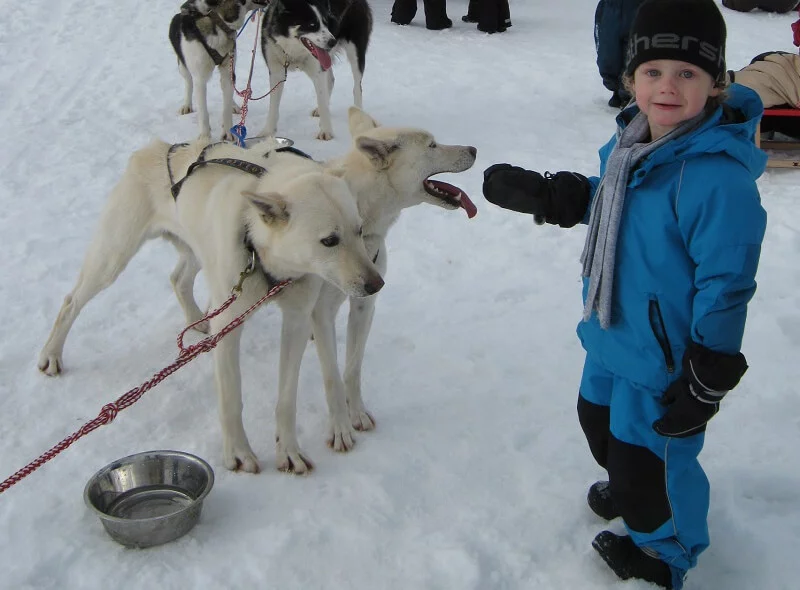 Mushing - jízda se psím spřežením