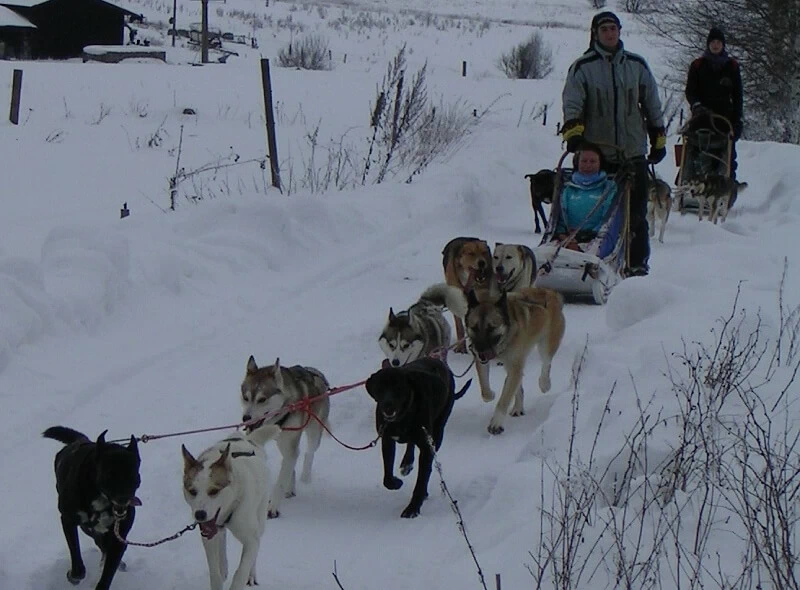 Mushing - jízda se psím spřežením