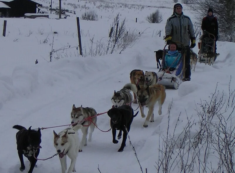 Mushing - jízda se psím spřežením