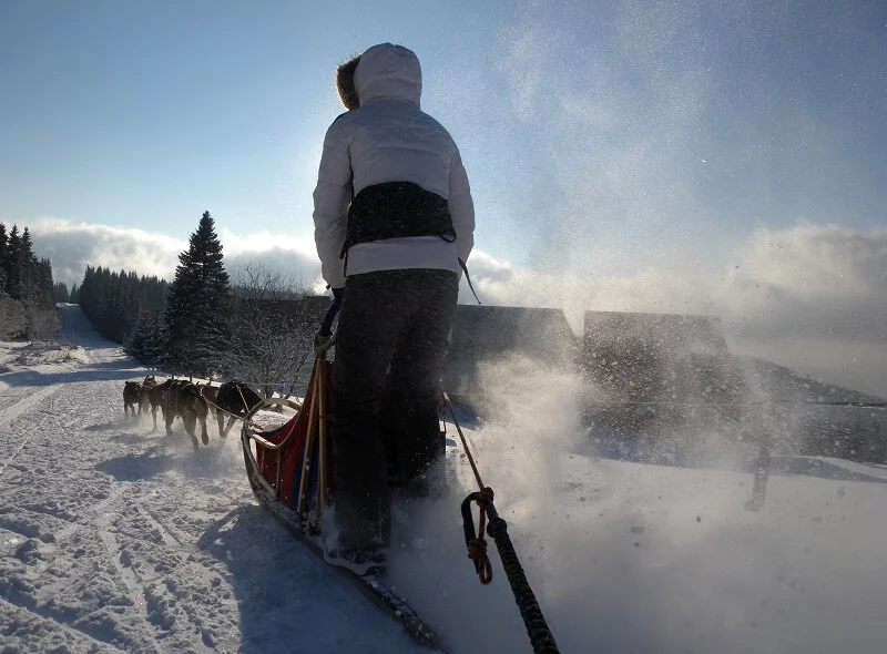 Mushing - jízda psím spřežením v Krkonoších