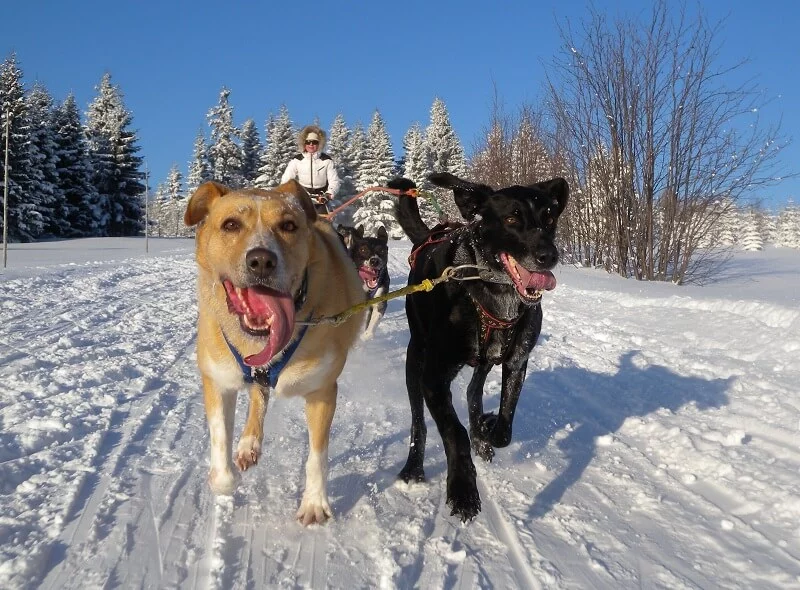 Mushing - jízda psím spřežením v Krkonoších