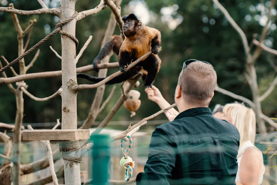 Staňte se ošetřovatelem v ZOO Tábor