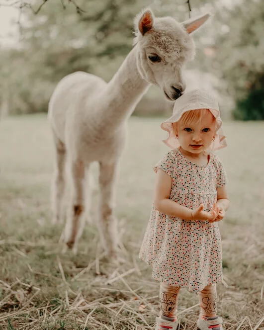 Procházka s alpakami v Hluboké nad Vltavou