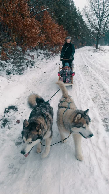 Mushing pro děti – jízda se psím spřežením Mushing pro děti – jízda se psím spřežením