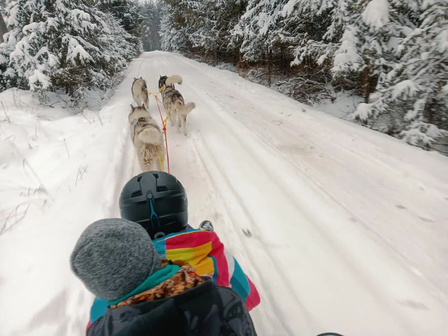 Mushing pro děti – jízda se psím spřežením