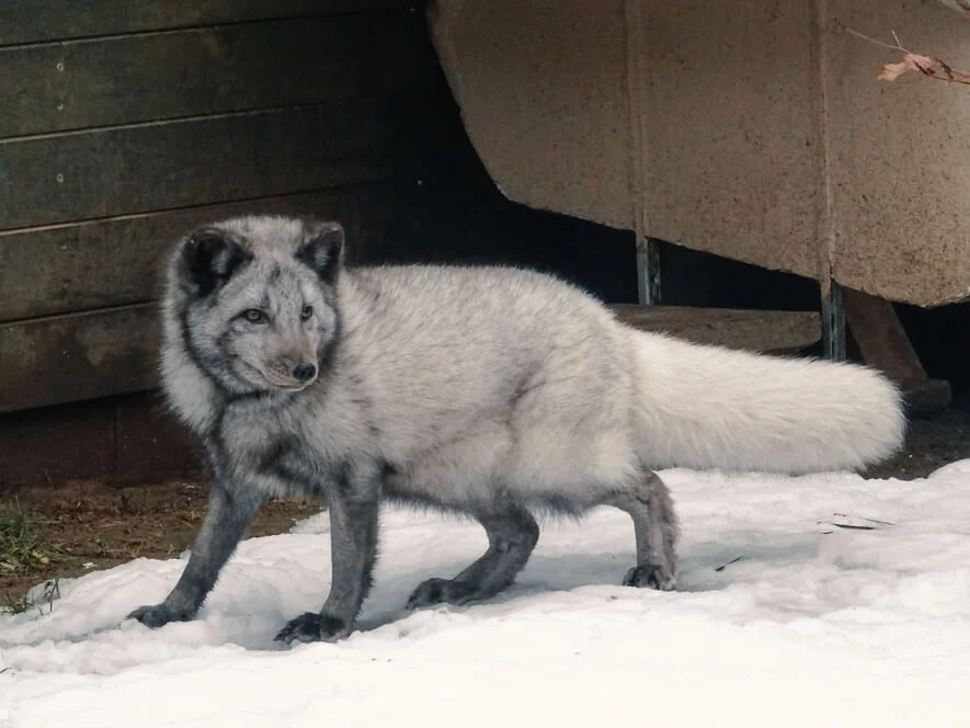 Návštěva polárních lišek s krmením a procházkou