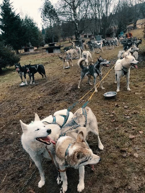 Mushing - jízda se psím spřežením