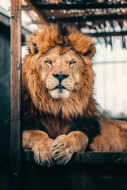 Staňte se ošetřovatelem v ZOO Tábor