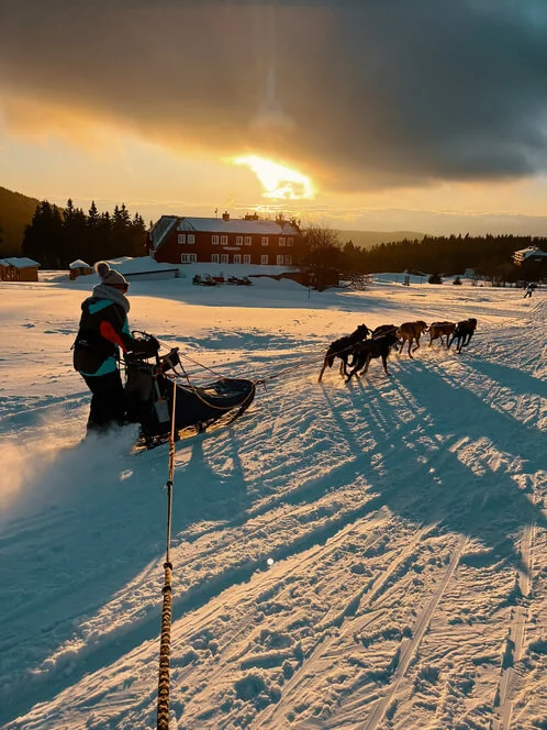 Mushing - jízda psím spřežením v Krkonoších
