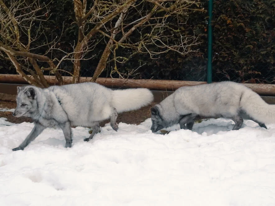 Návštěva polárních lišek s krmením