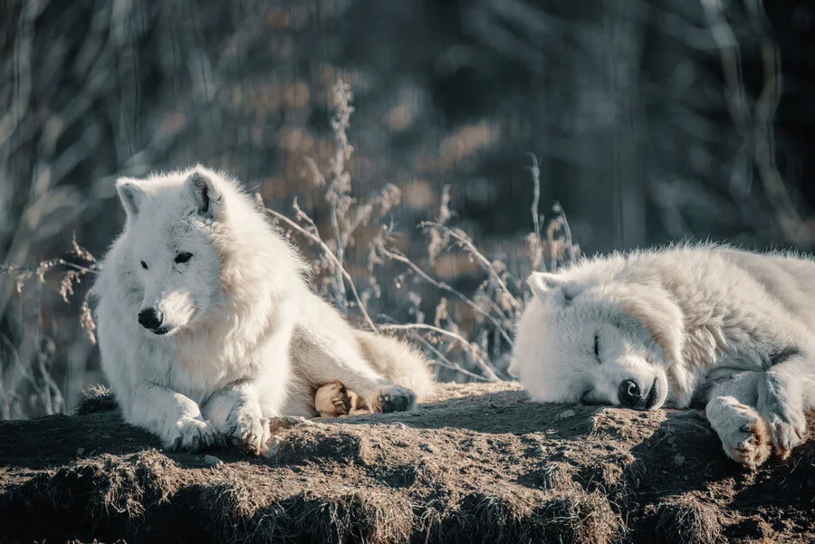 Staňte se ošetřovatelem v ZOO Tábor