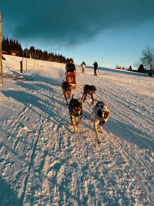 Mushing - jízda psím spřežením v Krkonoších