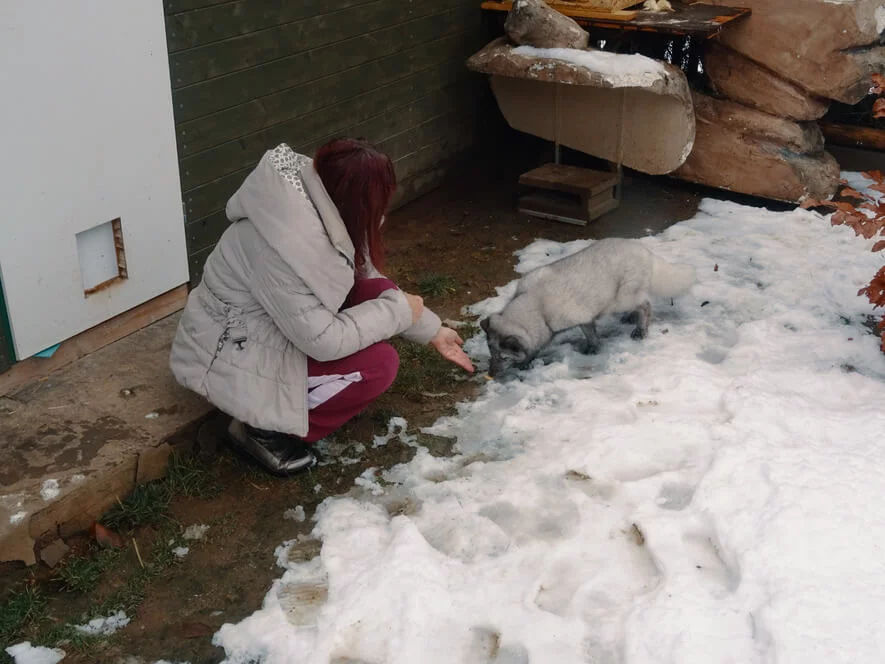 Návštěva polárních lišek s krmením a procházkou