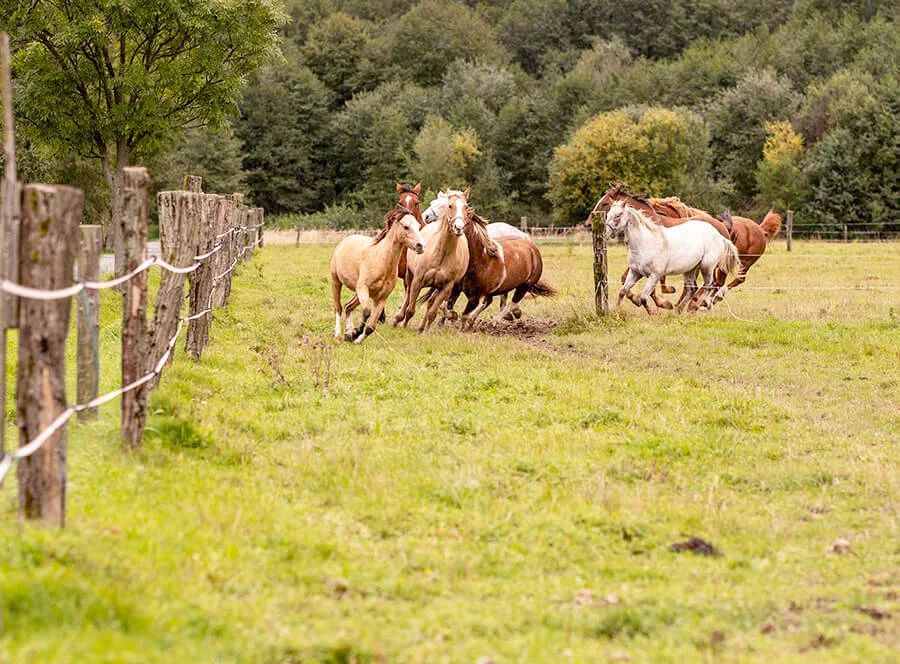 Práce s koňmi na Ranči Orel - pobyt pro dva v Jeseníkách