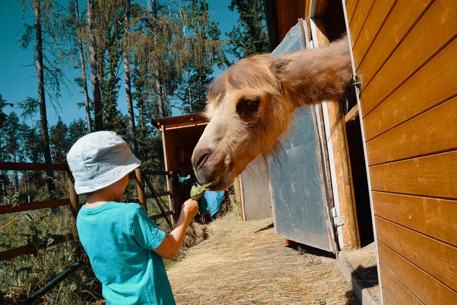 Staňte se ošetřovatelem v ZOO Tábor