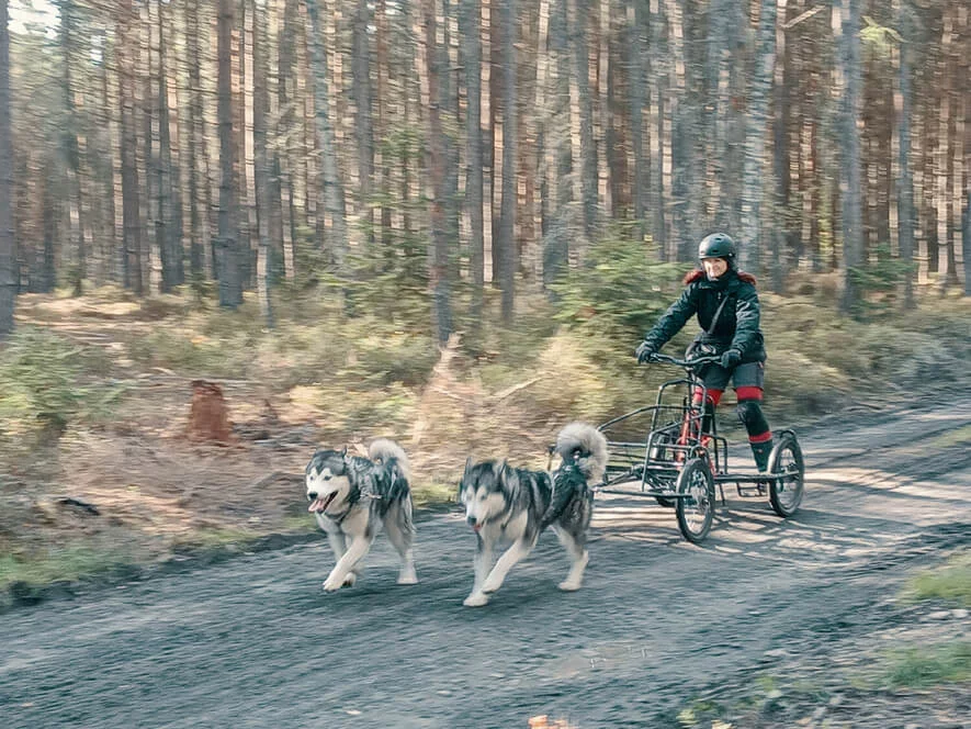 Mushing pro děti – jízda se psím spřežením Mushing pro děti – jízda se psím spřežením