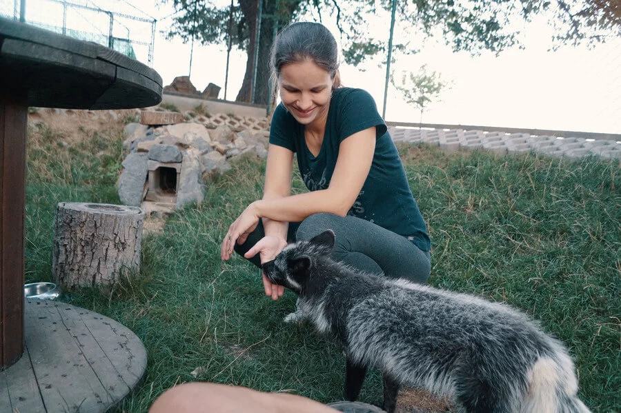 Návštěva polárních lišek s krmením