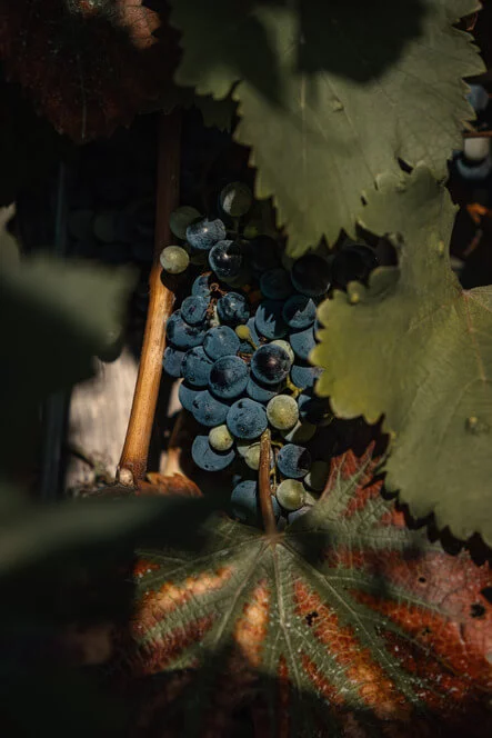 Večeře s degustací vín ve Vinařství Fučík