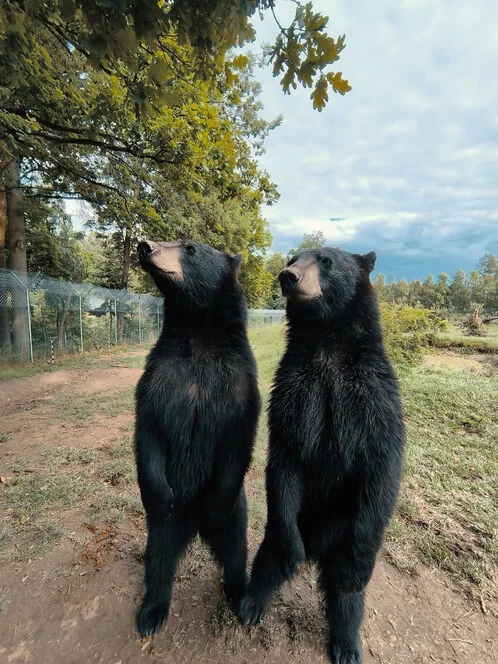Staňte se ošetřovatelem v ZOO Tábor