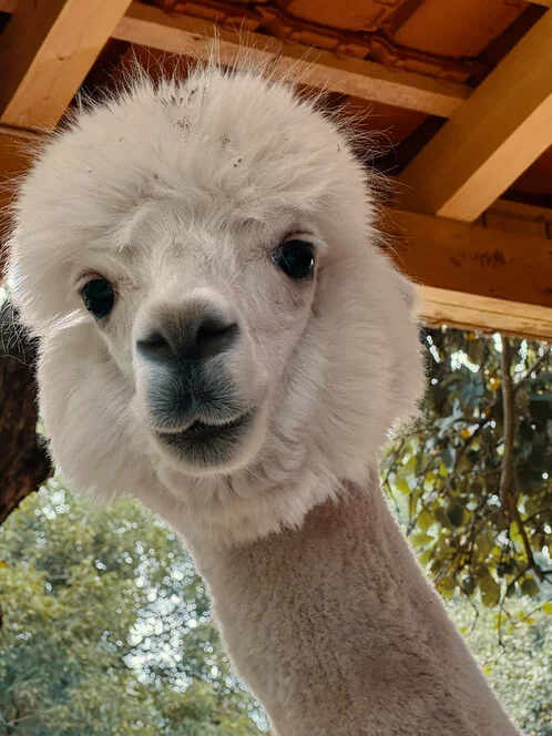 Procházka s alpakami v Hluboké nad Vltavou