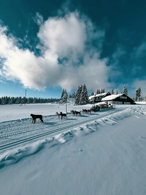 Mushing - jízda psím spřežením v Krkonoších