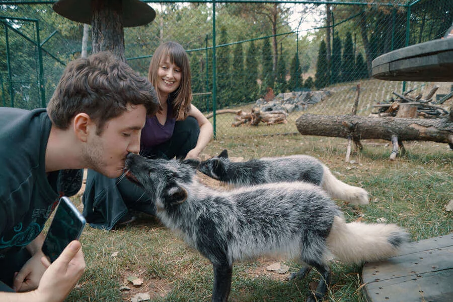 Návštěva polárních lišek s krmením