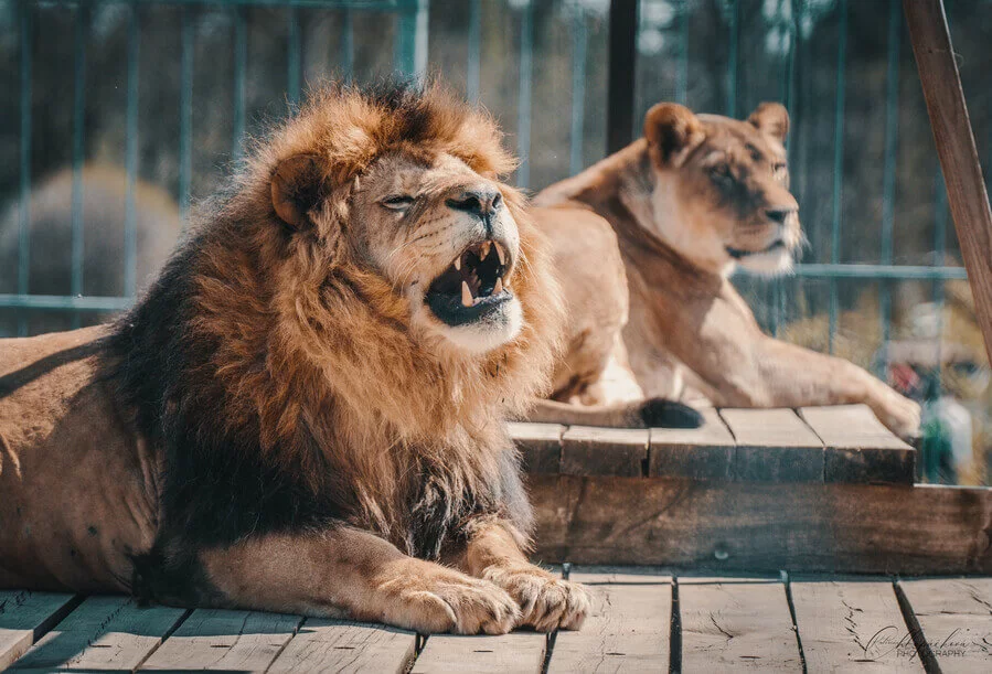 Staňte se ošetřovatelem v ZOO Tábor