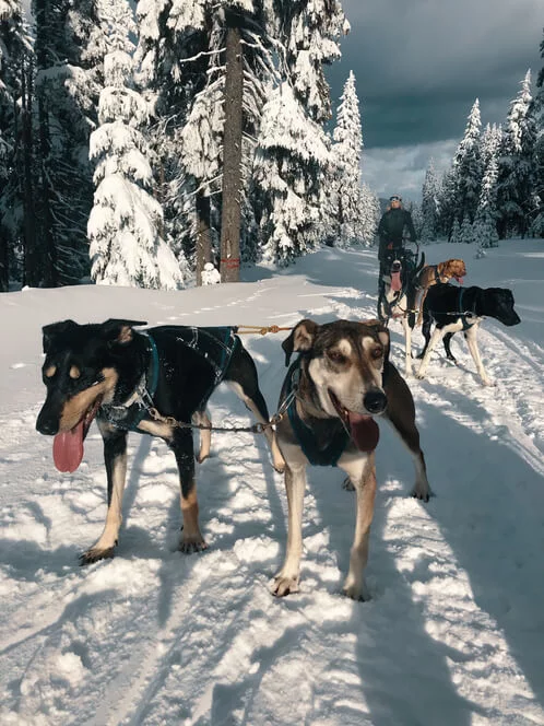 Mushing - jízda psím spřežením v Krkonoších