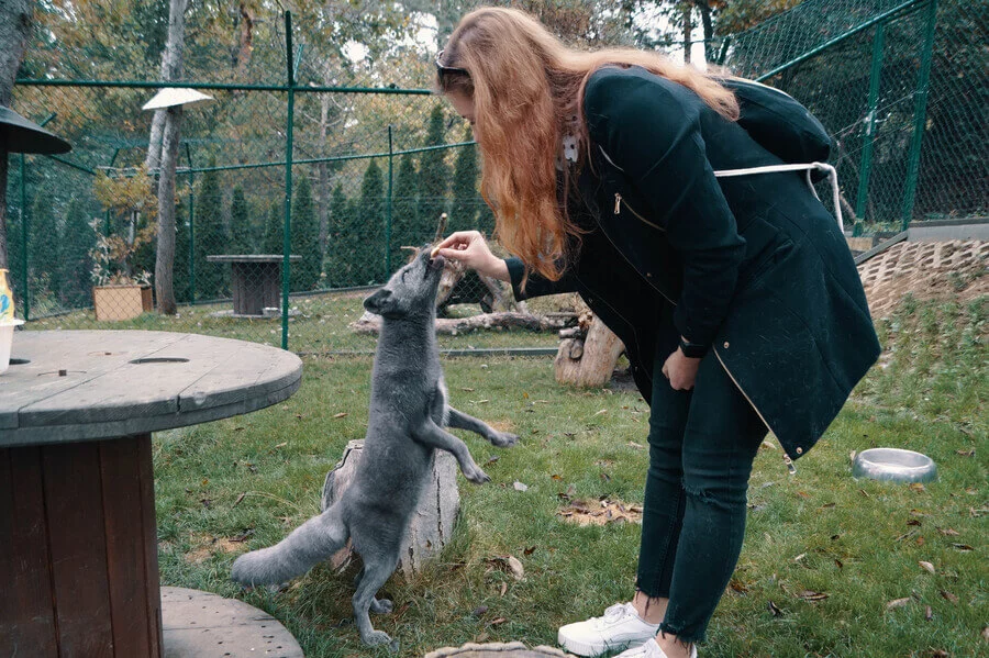 Návštěva polárních lišek s krmením