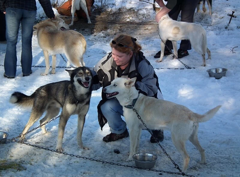 Mushing - jízda se psím spřežením