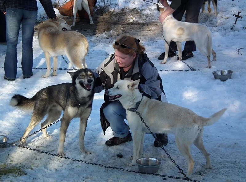 Mushing - jízda se psím spřežením