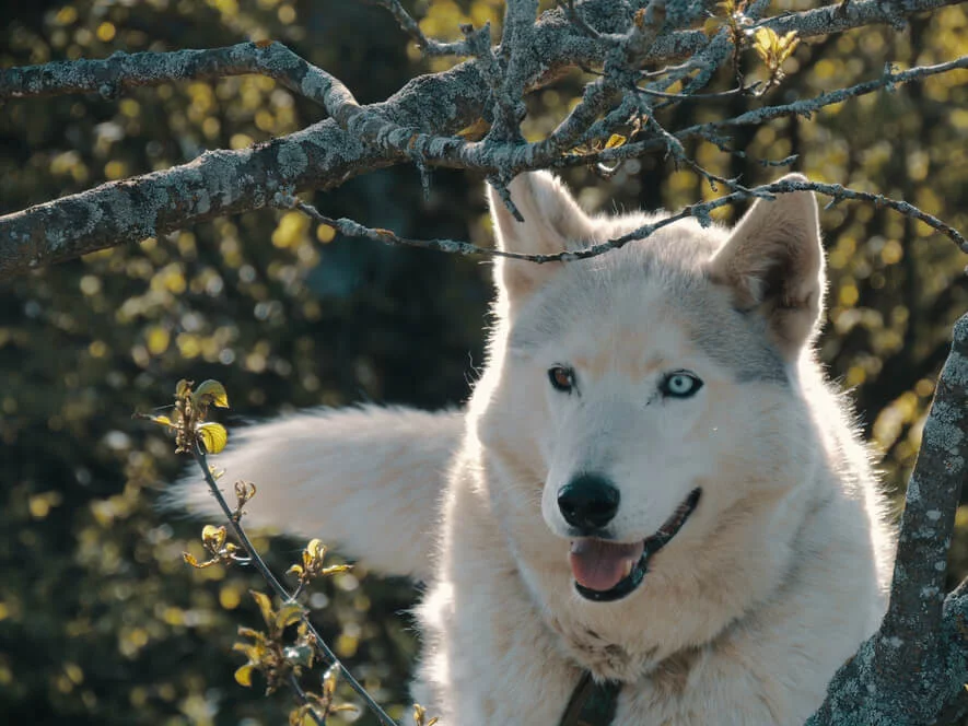 Mushing - jízda se psím spřežením