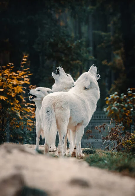 Staňte se ošetřovatelem v ZOO Tábor