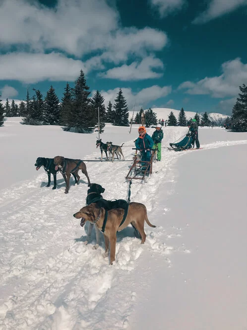 Mushing - jízda psím spřežením v Krkonoších