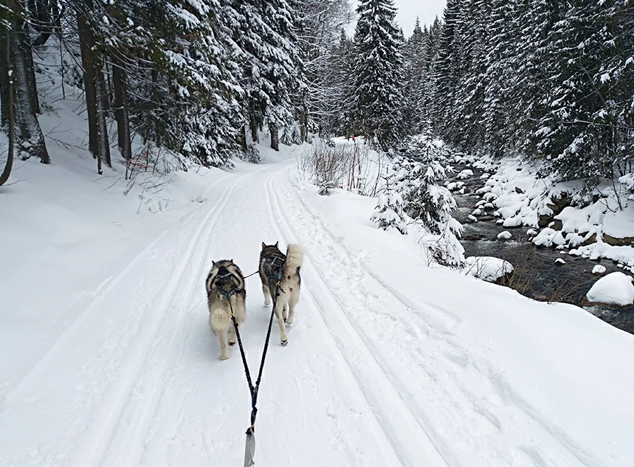 Dětský mushing