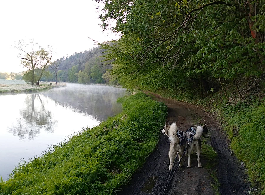 Dětský mushing