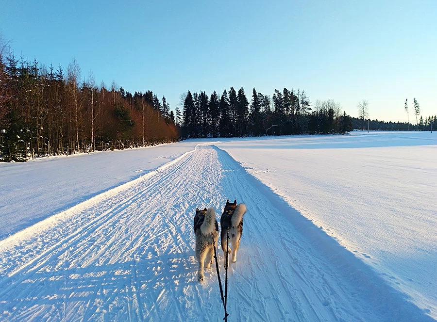 Dětský mushing