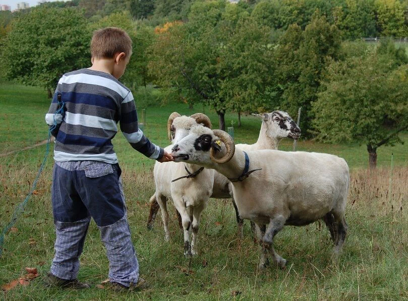 Na farmu za zvířaty