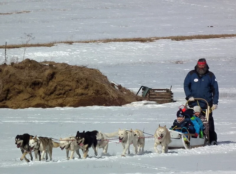 Mushing - jízda se psím spřežením
