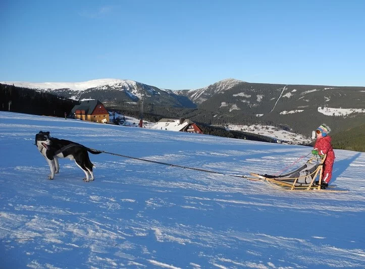 Mushing - jízda psím spřežením v Krkonoších