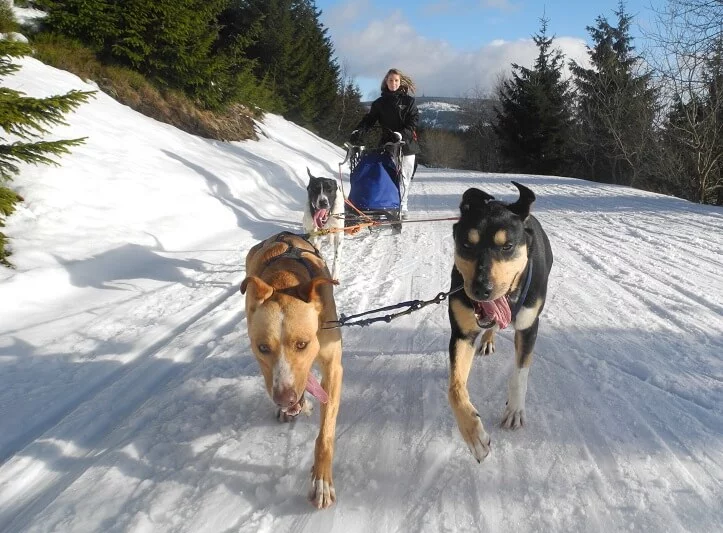 Mushing - jízda psím spřežením v Krkonoších