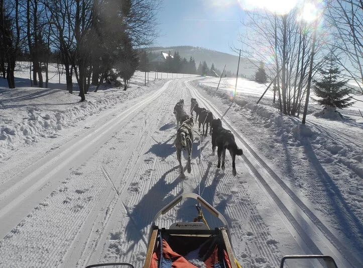 Mushing - jízda psím spřežením v Krkonoších