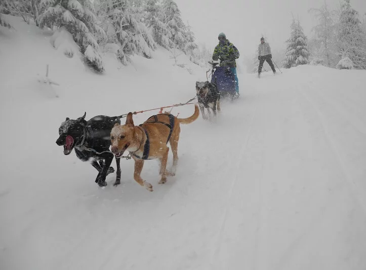 Mushing - jízda psím spřežením v Krkonoších