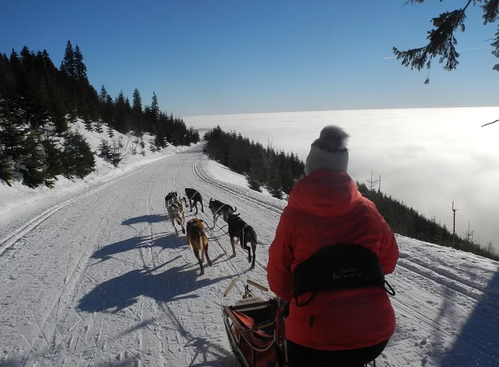 Mushing - jízda psím spřežením v Krkonoších