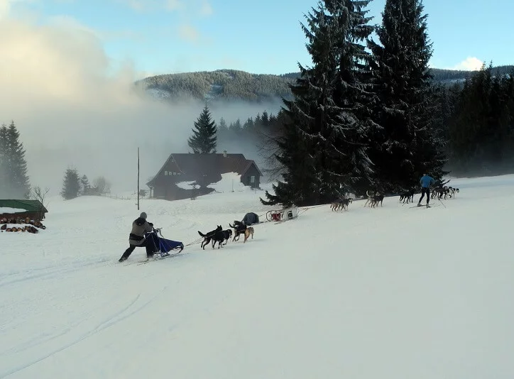 Mushing - jízda psím spřežením v Krkonoších