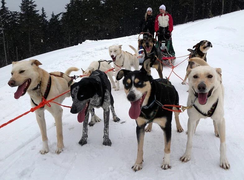 Mushing - jízda psím spřežením v Krkonoších